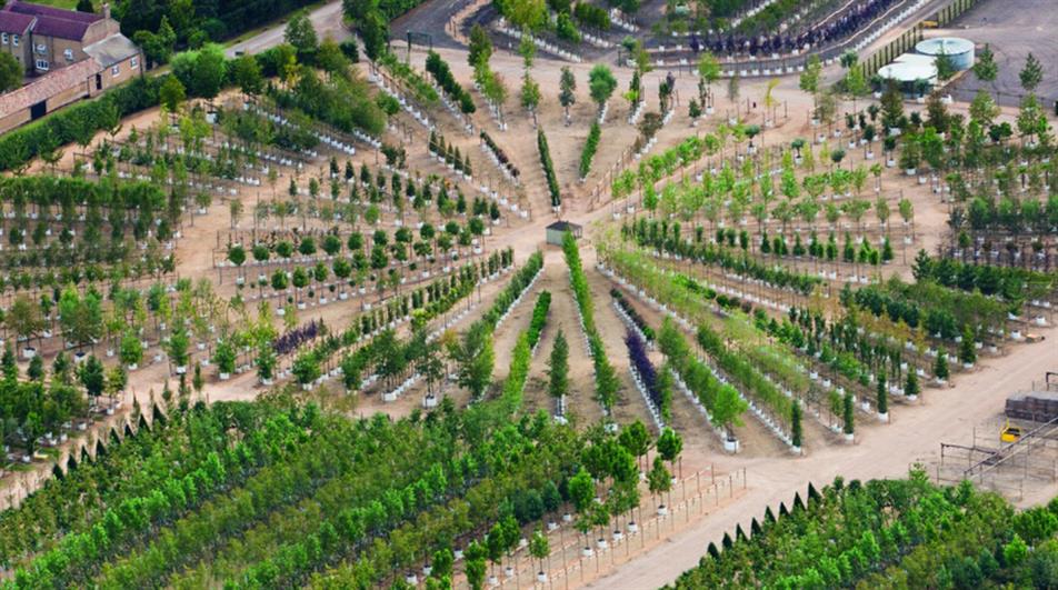Barcham Trees